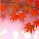 秋水红林